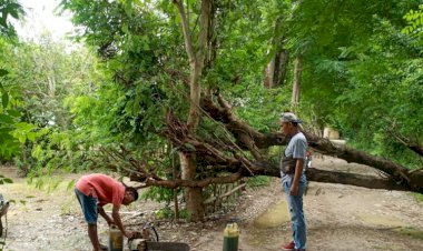 Polres-Kupang-Himbau-Warga-Waspadai-Pohon-Tumbang