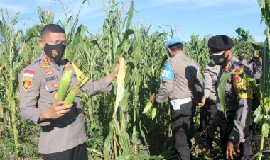 Dukung-Ketahanan-Pangan,-Polres-Belu-Gelar-Panen-Jagung-di-Silawan