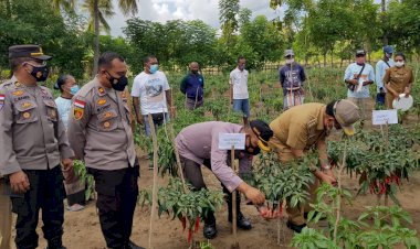 Puluhan-Kilogram-Cabai-Besar-dihasilkan-Kampung-Tangguh-Polsek-Wewiku
