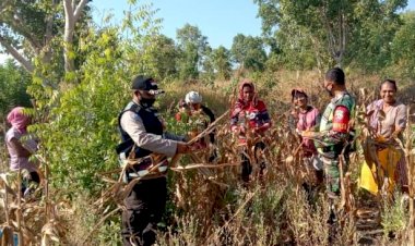 Tingkatkan-Ketahanan-Pangan-di-Masa-Pademi,-TNI-Polri-Bersinergi-bersama-Para-Petani-di-Flotim-Gelar-Panen-Jagung
