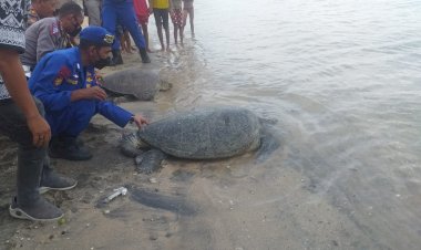 Personel-Ditpolairud-Polda-NTT-Lepas-Dua-Penyu-Hasil-Tangkapan-Seorang-Warga-Flotim