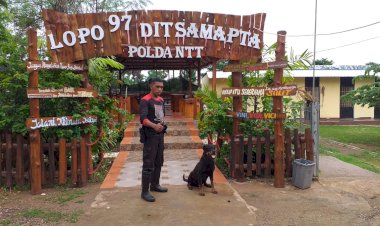 Mengasah-Kemampuan,-Unit-K9-Ditsamapta-Polda-NTT-Gelar-Latihan-Kemampuan-Anjing-Pelacak-dalam-Mendeteksi-Narkoba