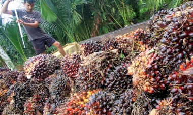 Petani-Kelapa-Sawit-Indonesia-Terima-Kasih-ke-Presiden-Jokowi-Karena-Cabut-Larangan-Ekspor --Presiden-Jokowi-Diapresiasi-Petani-Sawit-Indonesia-Usai-Cabut-Larangan-Ekspor