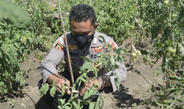 Manfaatkan-Lahan-Tidur-Setengah-Hektare,--Polisi-di-perbatasan-RI-RDTL-Ini-Kembangkan-Tanaman-Tomat