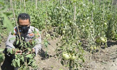 Giat-Ops--Inspiratif-Bagi-Warga-di-Tapal-Batas,-Bripka-Nasrul-Anggota-Polres-Belu-Sulap-Lahan-Tidur-Jadi-Kebun-Tomat