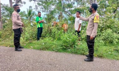 Antisipasi-Penyakit-PMK-Pada-Ternak,-Bhabinkamtibmas-Polsek-Wolowaru-Sambangi-Peternak-Sapi-di-Desa-Binaanya