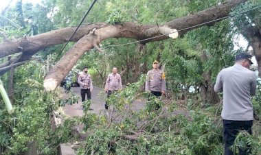 Kapolres-Flotim-Turun-Langsung-Bersihkan-Pohon-Tumbang