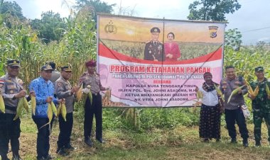 Dukung-Ketahanan-Pangan,-Kapolda-NTT-Panen-Perdana-Jagung-di-Kebun-Polsek-Boawae
