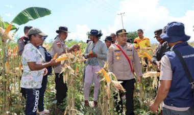 Kapolres-Hadiri-Kegiatan-Panen-Jagung-Perdana-Pada-Lahan-Kantor-Polsubsektor-Ile-Ape