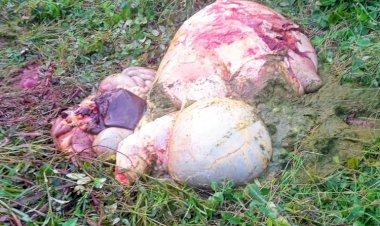 Polres-Kupang-Tangani-Kasus-Pencurian-Ternak