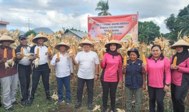Kapolres-Ende-Panen-Jagung-Hibrida-di-Lahan-Kebun-Contoh-Polsek-Ndona