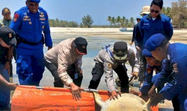 Tim-Gabungan-Ditpolairud-NTT-Melepaskan-4-Penyu-Sisik-Hijau-ke-Laut-di-Pantai-Walakiri