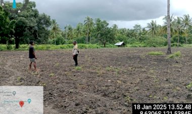 Polsek-Maukaro-Dukung-Program-Ketahanan-Pangan-dengan-Memberdayakan-Bhabinkamtibmas-sebagai-Polisi-Penggerak