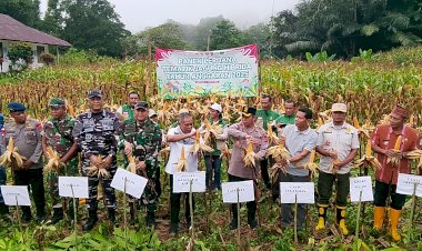 Kapolda-NTT-Dukung-Penuh-Ketahanan-Pangan,-Panen-Perdana-Jagung-Hibrida-Digelar-di-Manggarai-Barat