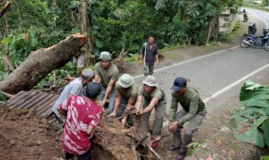 Sat-Brimob-Polda-NTT-Tanggap-Cepat-Evakuasi-Pohon-Tumbang-di-Sikka,-Akses-Jalan-Kembali-Normal