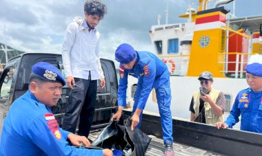 Ditpolairud-Polda-NTT Selamatkan-Penyu-Sisik-di-Perairan-Labuan-Bajo