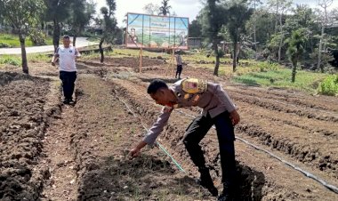 Polri-Dampingi-Petani,-Kebun-Bawang-Putih-di-Desa-Lemon-Tumbuh-Subur