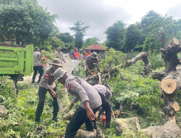 Aksi Cepat Brimob Polda NTT Buka Akses Jalan Warga Rote Ndao yang Tertutup Pohon Tumbang