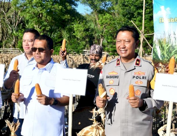 Wakapolda NTT Hadiri Panen Simbolis Pilot Project Jagung di Kabupaten Kupang, Perkuat Sinergitas Menuju NTT Lumbung Jagung Nasional