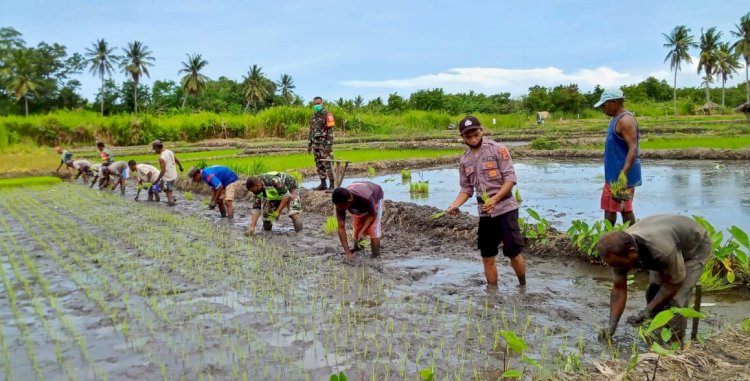 Bersinergi TNI POLRI Motivasi Para Petani di Alor Tingkatkan Ketehanan Pangan