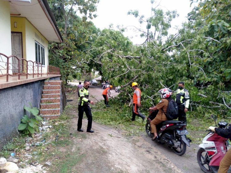 Satlantas Polres Rote Ndao Sigap Bantu Evakuasi Pohon Tumbang Halangi Jalan