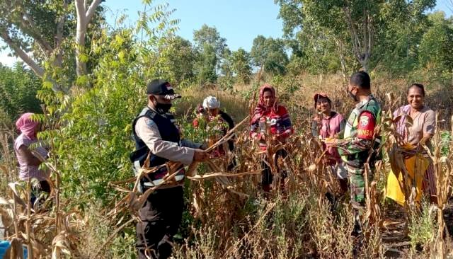 Tingkatkan Ketahanan Pangan di Masa Pademi, TNI-Polri Bersinergi bersama Para Petani di Flotim Gelar Panen Jagung