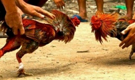 Berantas Premanisme, Polres Kupang Kota Grebek Judi Ayam di Pasar Inpres