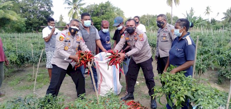 Dukung Ketahanan Pangan, Kapolres Malaka Panen Cabai Besar di Kecamatan Wewiku