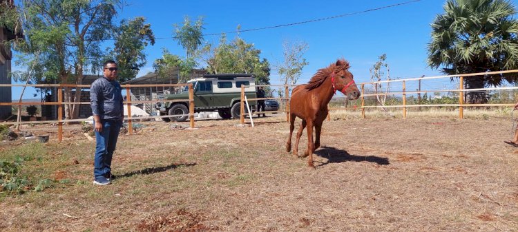 Bentuk Pasukan Satwa Berkuda, Kapolda NTT Tinjau Tempat Perawatan dan Kandang Ranch Kuda Polda NTT