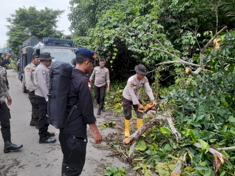 Personel BKO Polda NTT Bergandengan Tangan Bersama Bersihkan Jalan dari Pohon Tumbang di Flotim
