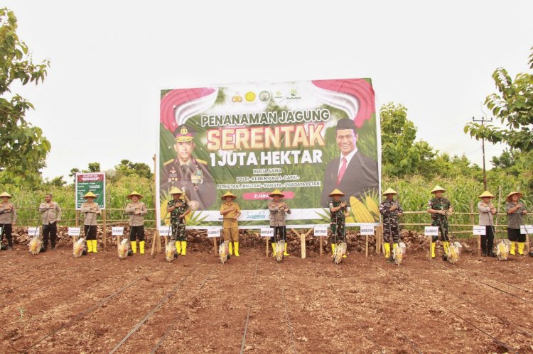 Polda NTT Gelar Penanaman Jagung Serentak 1 Juta Hektar untuk Dukung Swasembada Pangan 2025