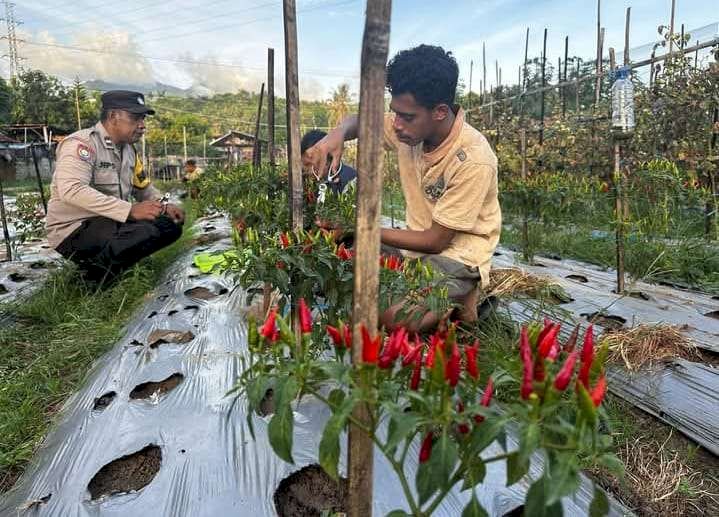 Polsek Ndona Panen Perdana Cabai, Dukung Ketahanan Pangan Lokal