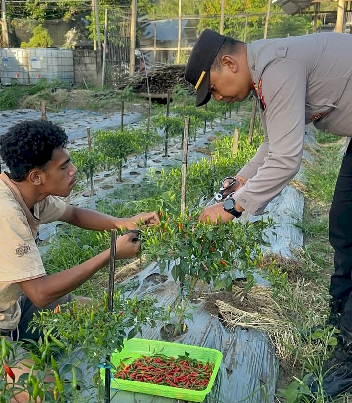 Dukung Ketahanan Pangan, Polsek Ndona Gelar Panen Perdana Cabai di Lahan Percontohan