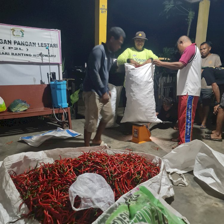 Polri Untuk Masyarakat, Polsek Wolowaru Panen Cabe untuk Dukung Ketahanan Pangan