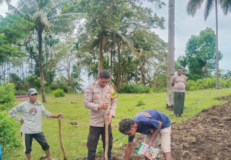 Dukungan Polda NTT untuk Ketahanan Pangan: 2,5 Hektar Lahan Baru di Rindiawo Ende Ditanami Jagung