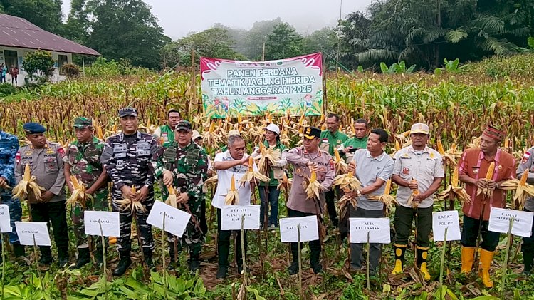 Kapolda NTT Dukung Penuh Ketahanan Pangan, Panen Perdana Jagung Hibrida Digelar di Manggarai Barat