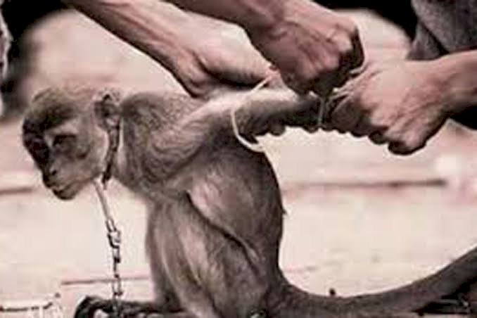 Polres Malaka Amankan Dua Warga Diduga Aniaya Satwa Dilindungi, Polda NTT Tegaskan Penegakan Hukum