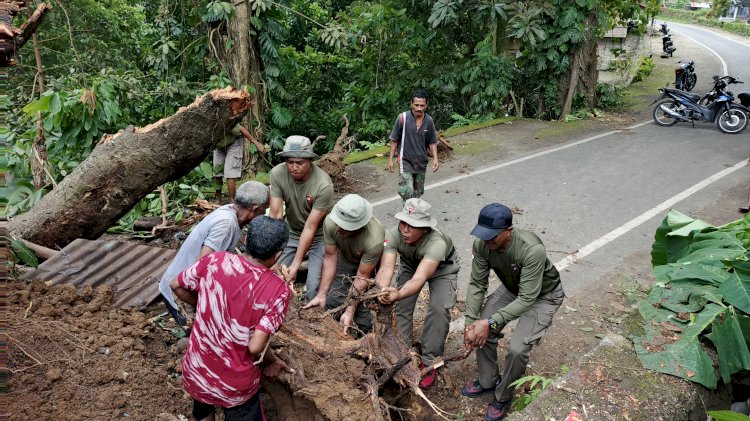 Sat Brimob Polda NTT Tanggap Cepat Evakuasi Pohon Tumbang di Sikka, Akses Jalan Kembali Normal