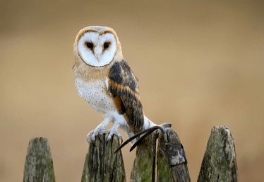 Viral Penembakan Burung Dilindungi di Medsos, Polres TTS Lakukan Penelusuran