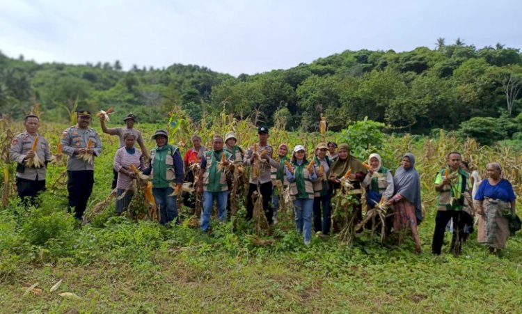 Sinergi Polri dan Petani, Desa Embundoa Panen Raya 7,2 Ton Jagung Program Kapolda NTT