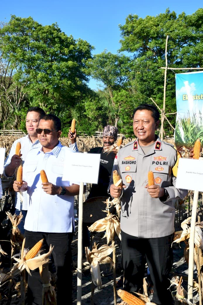 Wakapolda NTT Hadiri Panen Simbolis Pilot Project Jagung di Kabupaten Kupang, Perkuat Sinergitas Menuju NTT Lumbung Jagung Nasional