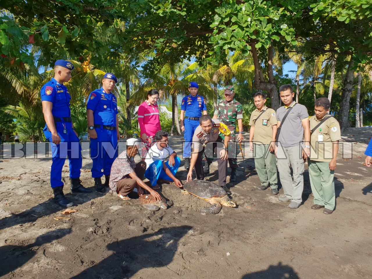 Dua Ekor Penyu yang dicuri di Perairan Maumere akhirnya dilepas di Pantai Wailiti